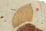 Three Fossil Leaves (Celtis & Davidia) - Montana #188668-3